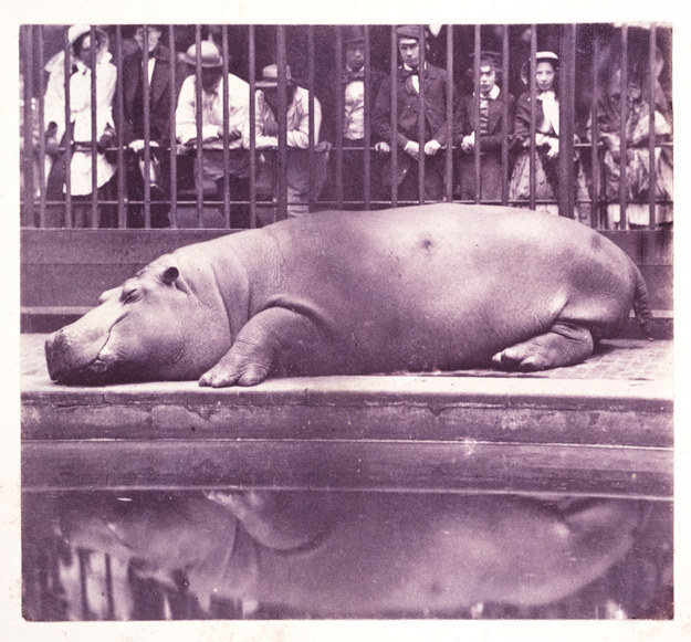 fotografia-famosa-storia8