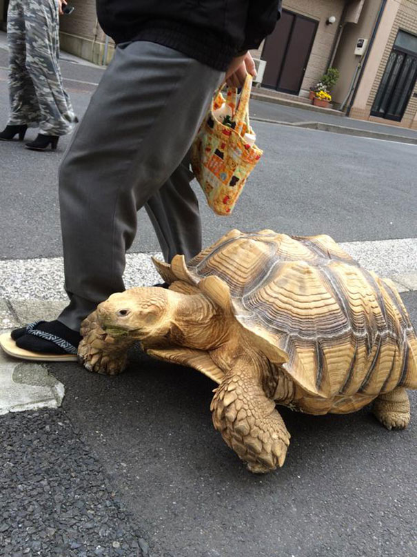 elderly-man-walking-pet-african-spurred-tortoise-sulcata-tokyo-japan-1
