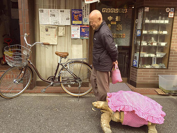 elderly-man-walking-pet-african-spurred-tortoise-sulcata-tokyo-japan-2