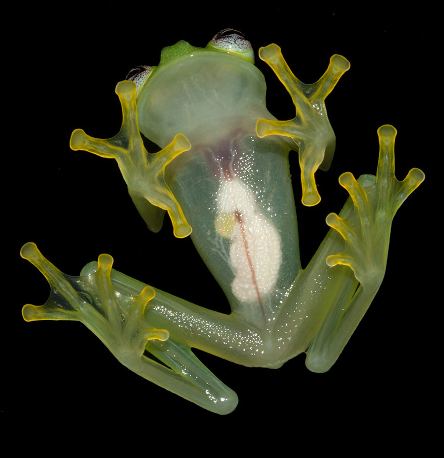 kermit-frog-lookalike-discovered-diane-bare-hearted-glassfrog-hyalinobatrachium-dianae-costa-rica-2
