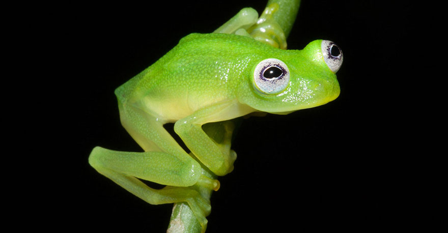 kermit-frog-lookalike-discovered-diane-bare-hearted-glassfrog-hyalinobatrachium-dianae-costa-rica-3