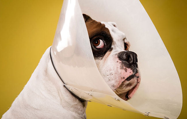 Adorable-portraits-show-how-dogs-despise-wearing-the-cone-of-shame2-650x413