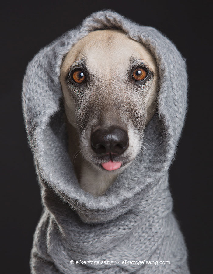 expressive-dog-portraits-elke-vogelsang-8