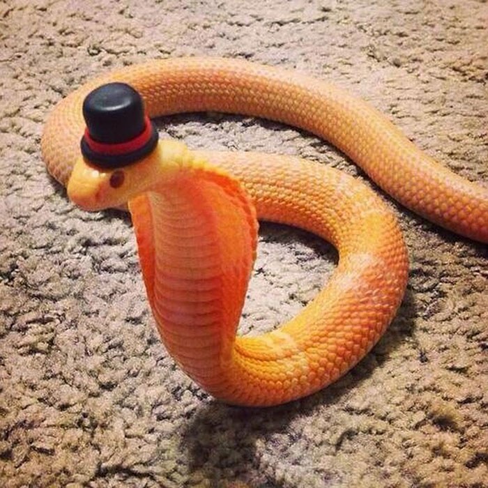 cute-snakes-wear-hats-101__700