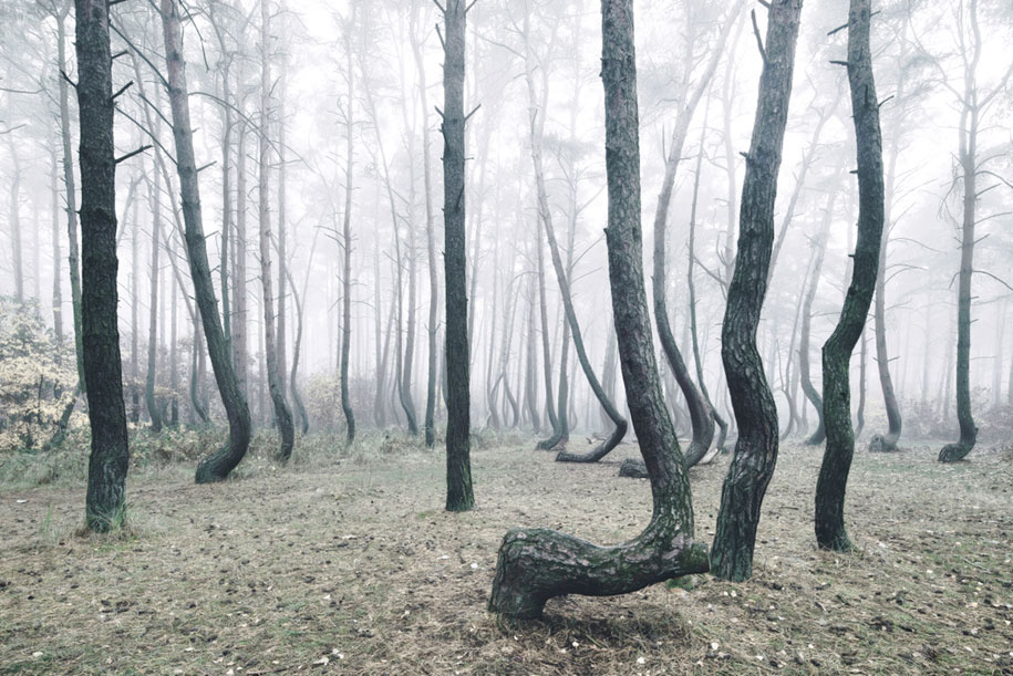 nature-photography-twisted-trees-crooked-forest-kilian-schonberger-1
