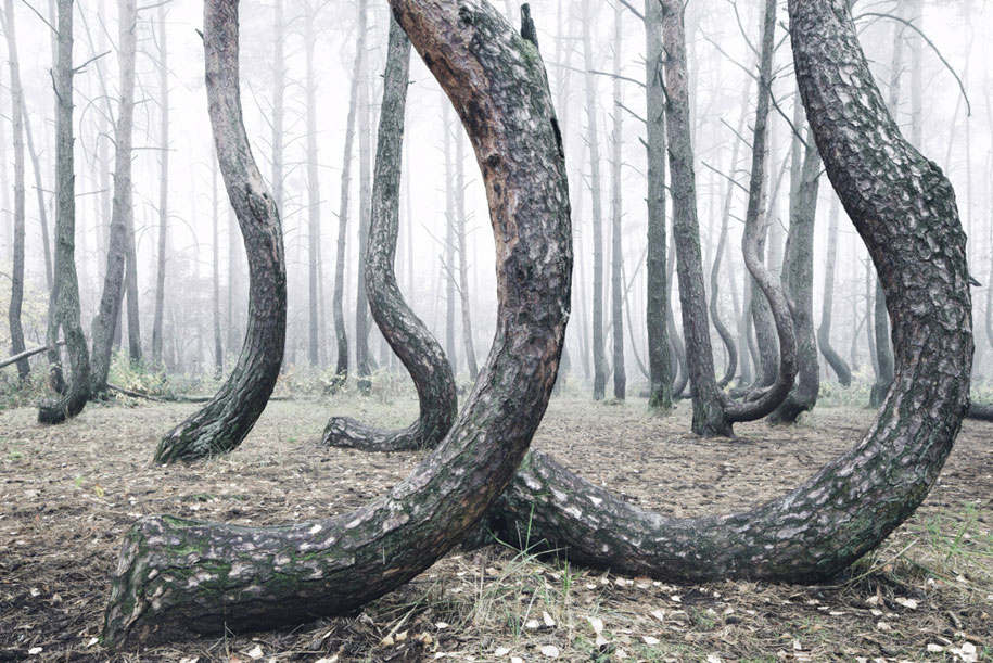 nature-photography-twisted-trees-crooked-forest-kilian-schonberger-3