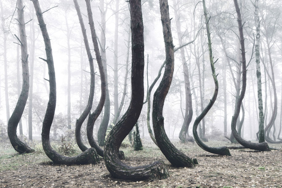 nature-photography-twisted-trees-crooked-forest-kilian-schonberger-4