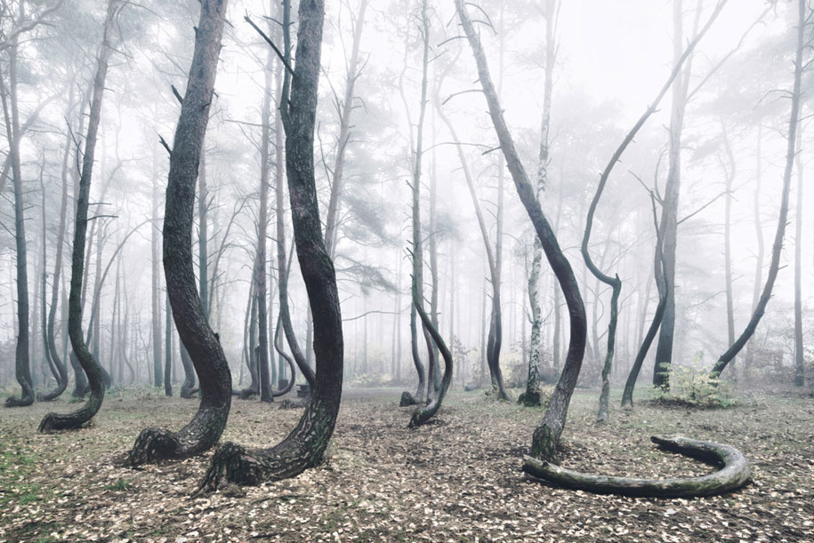 nature-photography-twisted-trees-crooked-forest-kilian-schonberger-6