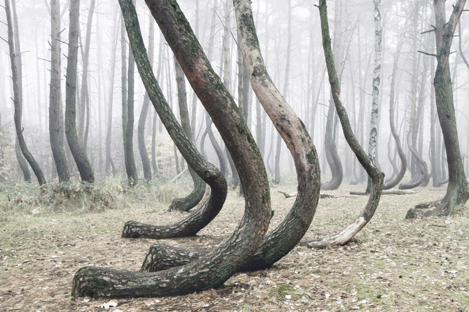 nature-photography-twisted-trees-crooked-forest-kilian-schonberger-8