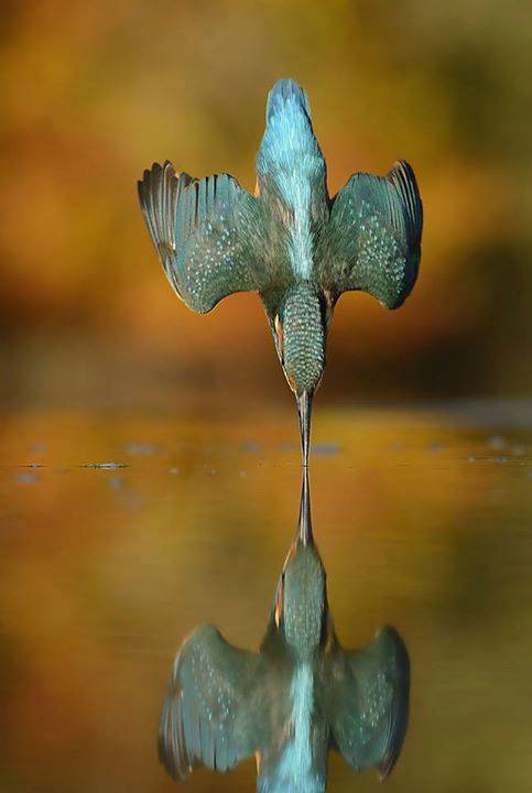 Diving-Kingfisher