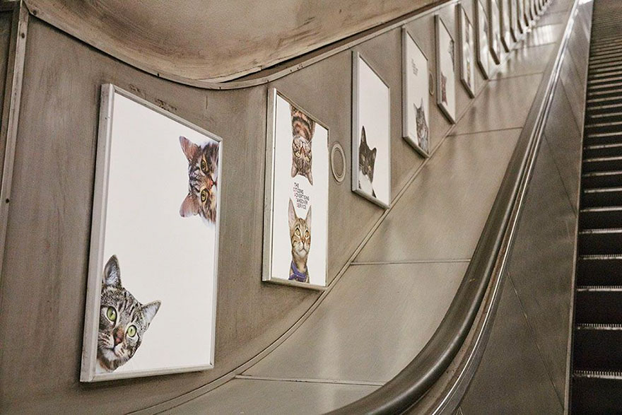 cat-ads-underground-subway-metro-london-4