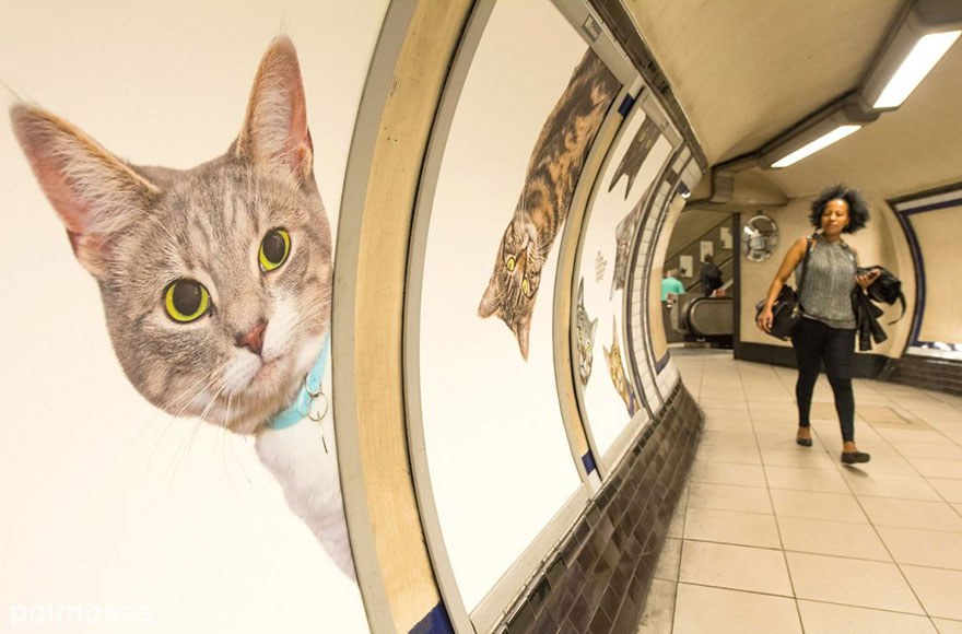 cat-ads-underground-subway-metro-london-6