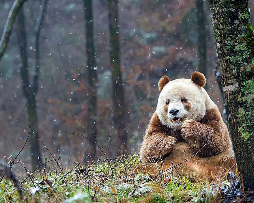 abandoned-brown-panda-qizai-15