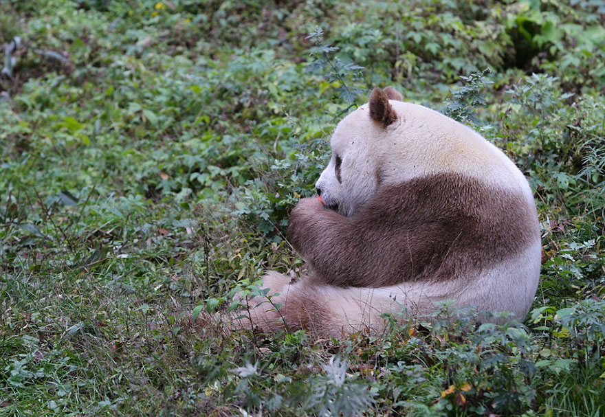 abandoned-brown-panda-qizai-2