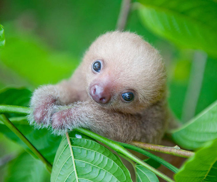 cute-sloths-320-580885a0d0510__700