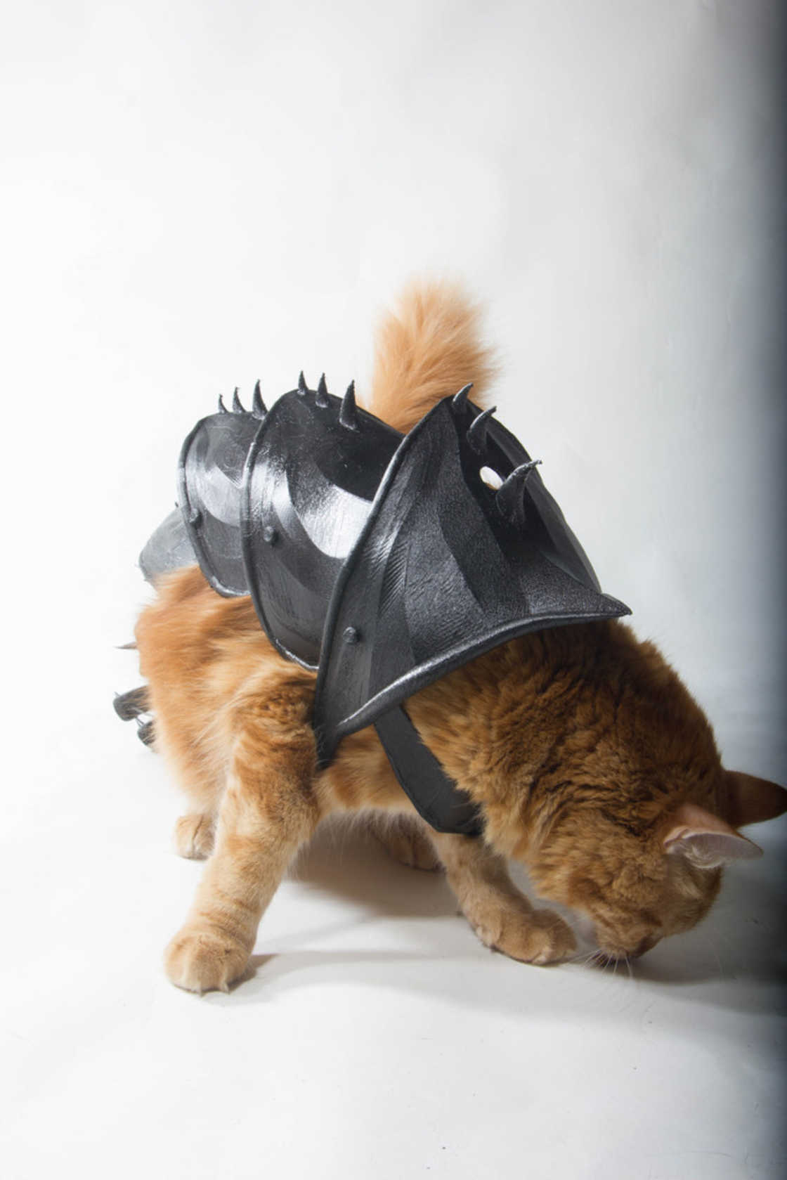 armure-pour-chat-14