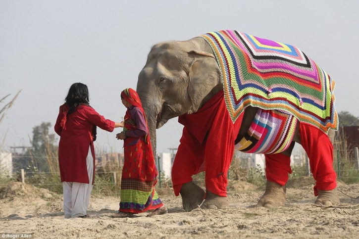elefante-maglione