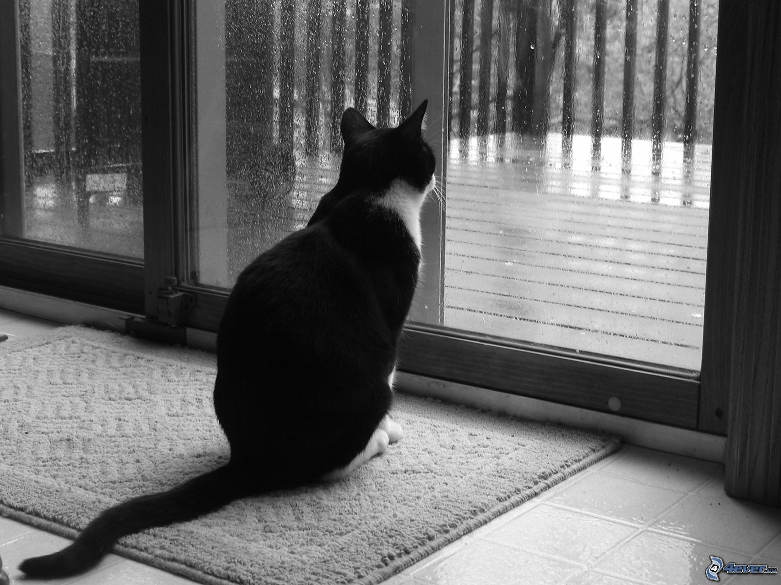 gatto-alla-finestra-152680