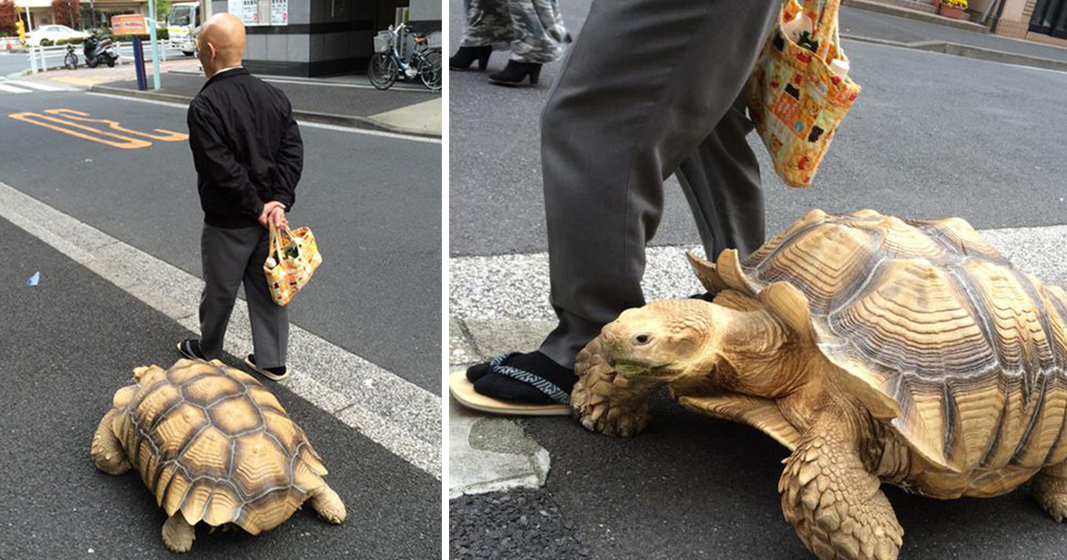 elderly-man-walking-pet-african-spurred-tortoise-sulcata-tokyo-japan-fb