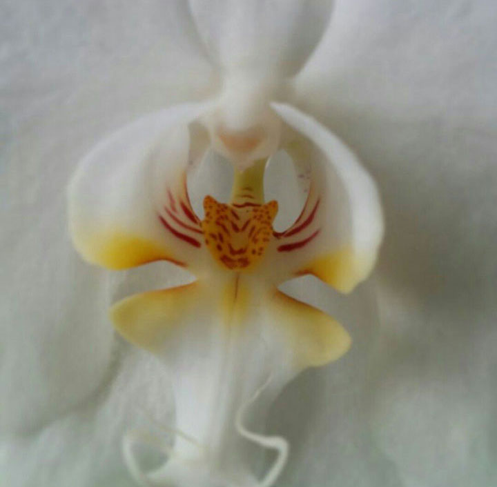 fleur-ressemblance-animaux-humain-insolite-nature-24