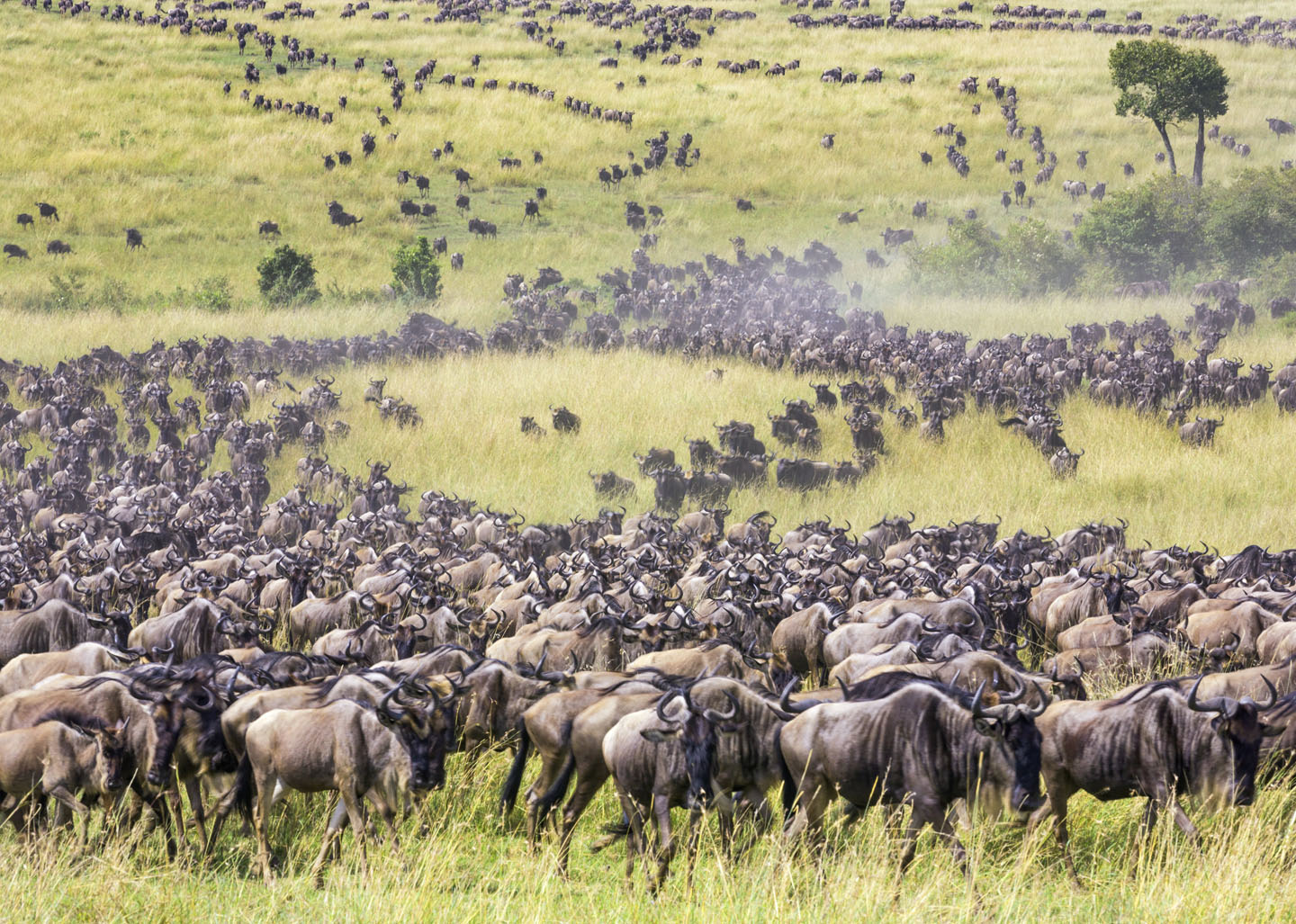 Kenya, Narok County, Masai Mara National Reserve.