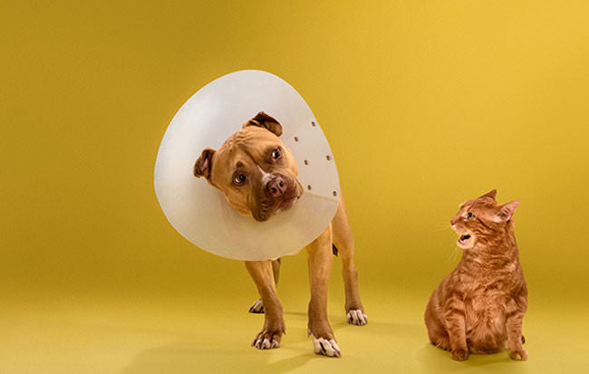 Adorable-portraits-show-how-dogs-despise-wearing-the-cone-of-shame51-650x413