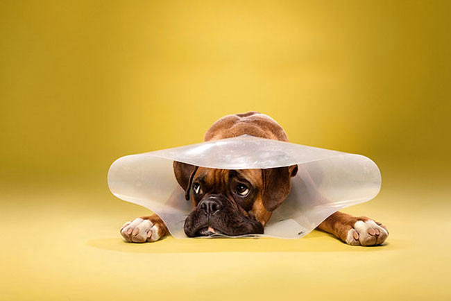 Adorable-portraits-show-how-dogs-despise-wearing-the-cone-of-shame6-650x434