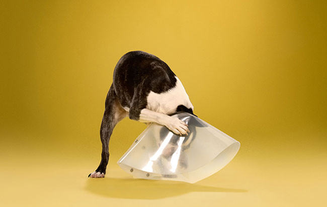 Adorable-portraits-show-how-dogs-despise-wearing-the-cone-of-shame7-650x413