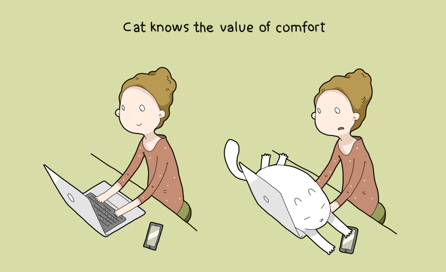 I gatti sanno dove si sta davvero comodi