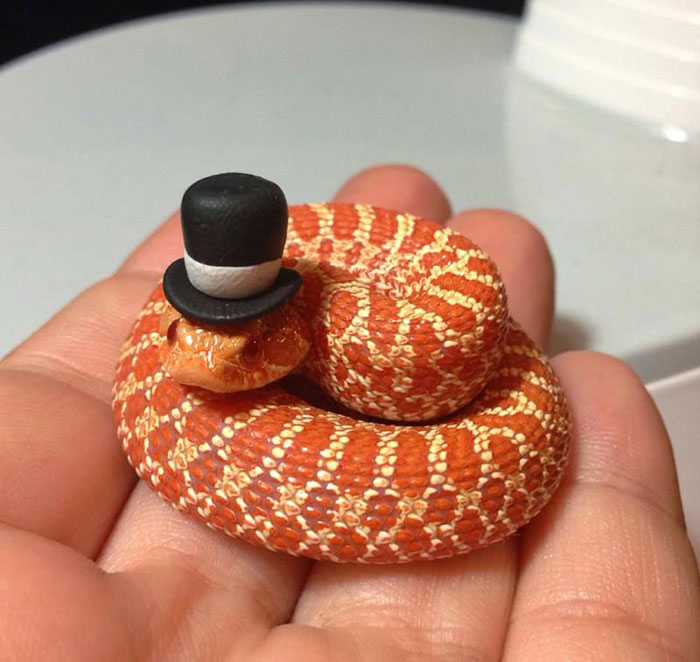 cute-snakes-wear-hats-106__700
