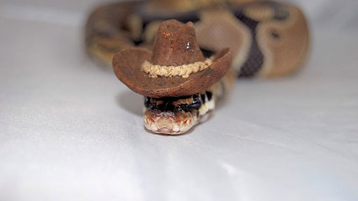 cute-snakes-wear-hats-87__700