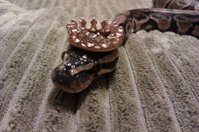cute-snakes-wear-hats-99__700