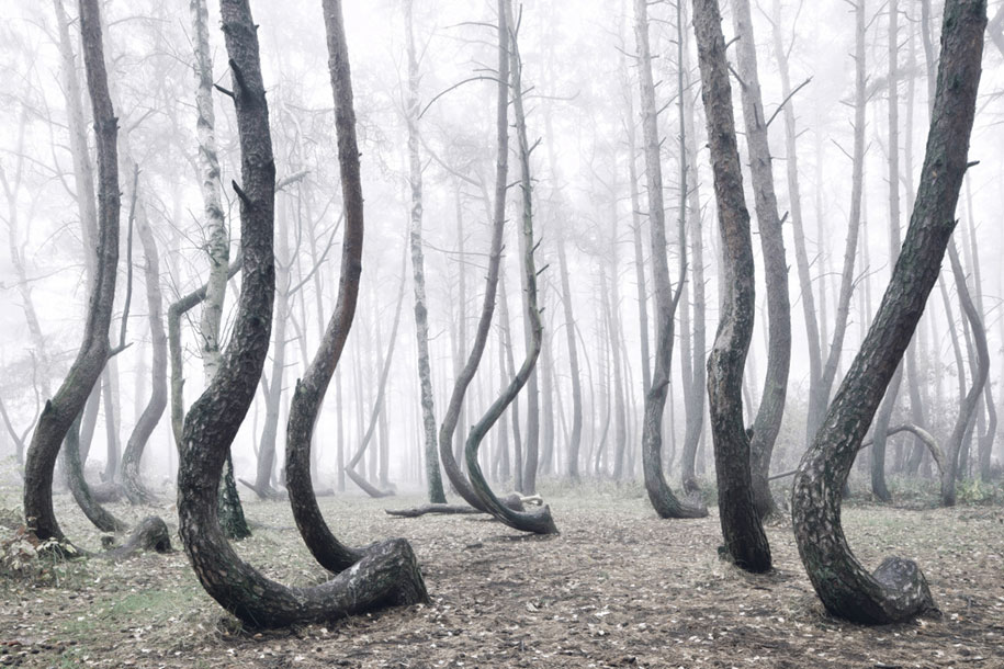 nature-photography-twisted-trees-crooked-forest-kilian-schonberger-7