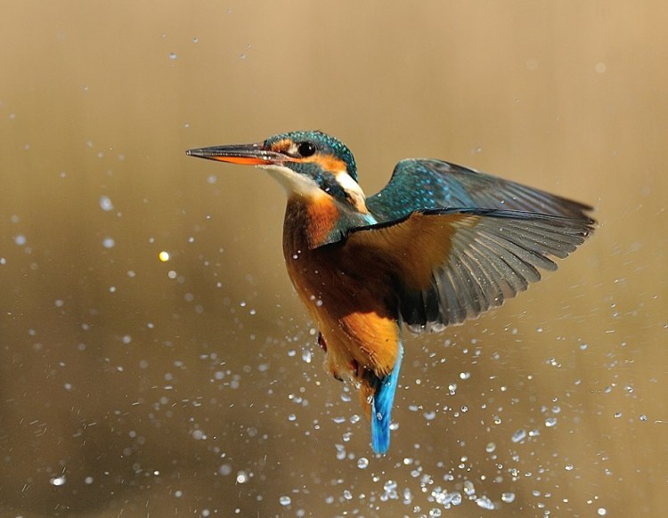 Diving-Kingfisher1