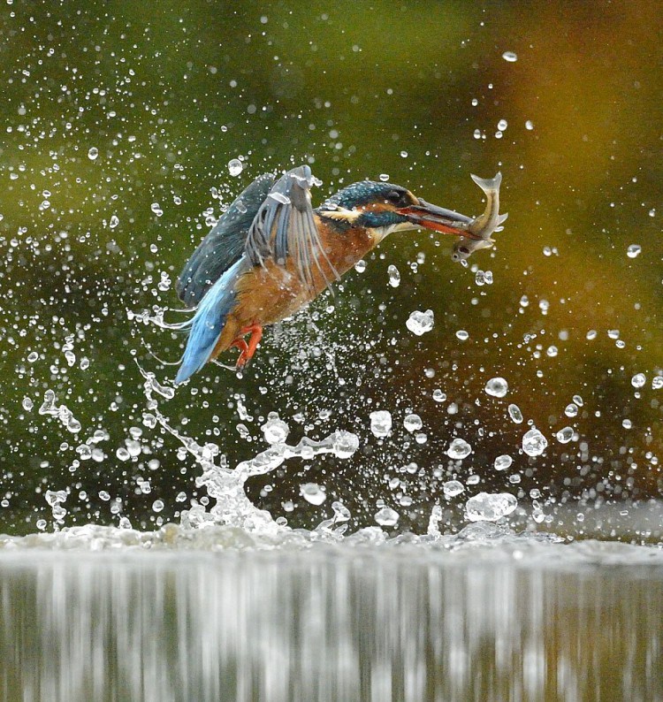 Diving-Kingfisher2
