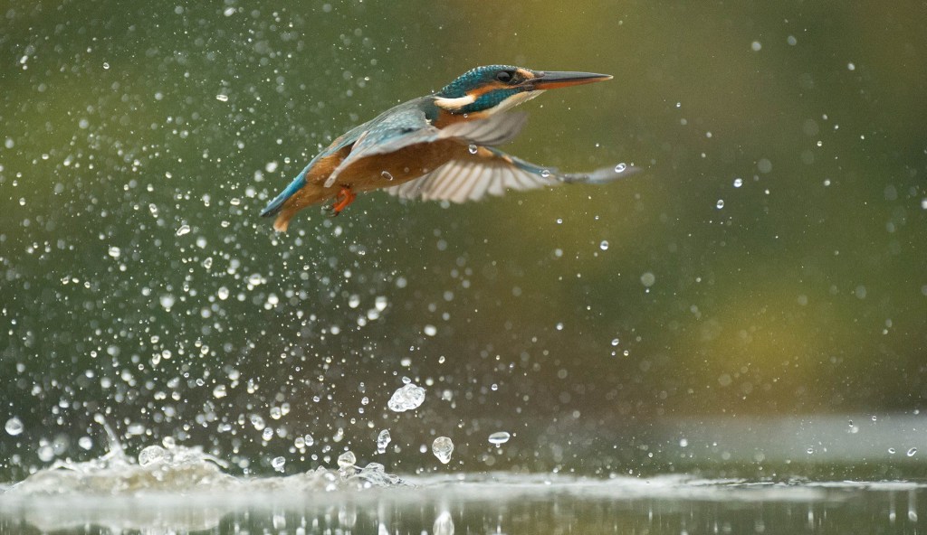 Diving-Kingfisher3