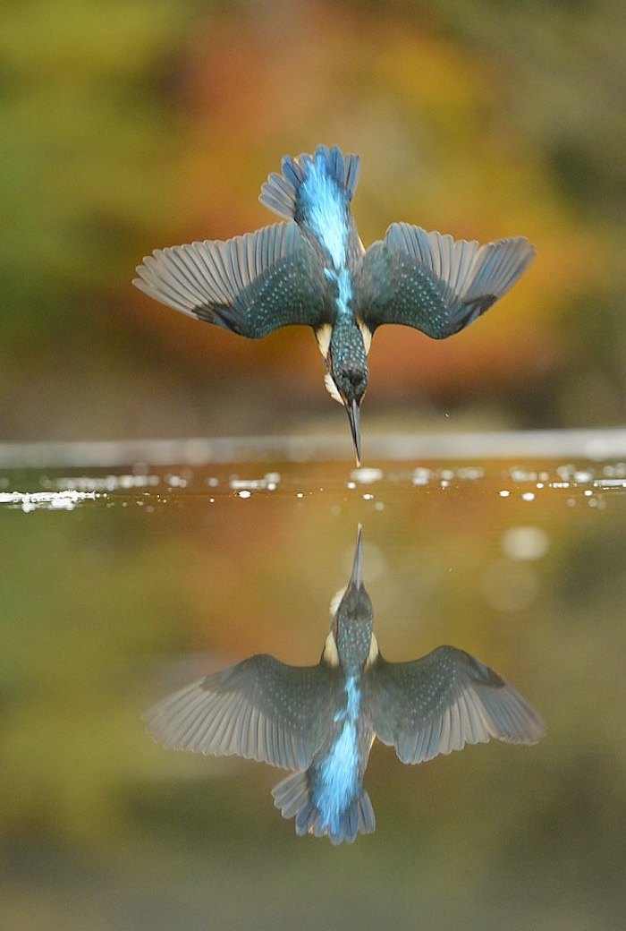 Diving-Kingfisher5