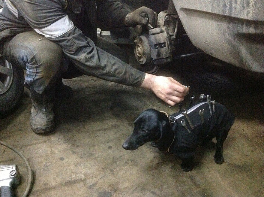 tool-dog-dachshund-suit-auto-mechanic-211
