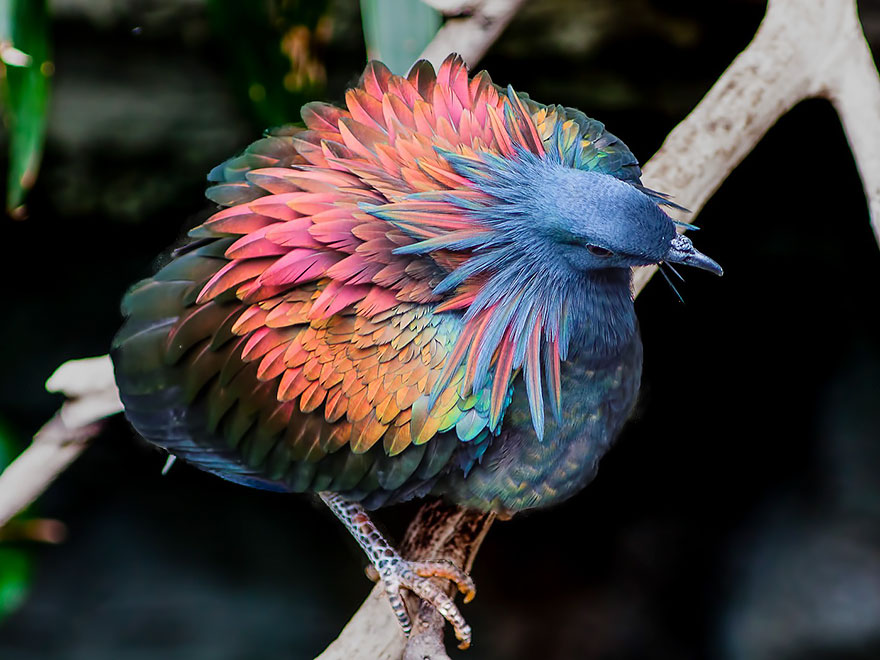 nicobar-pigeon-colorful-dodo-relative-7-1