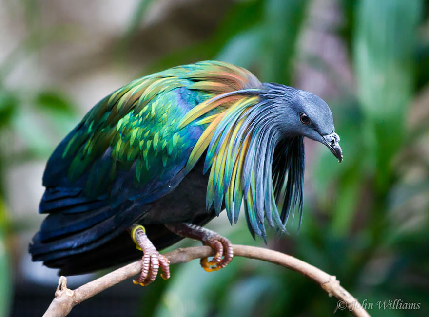 nicobar-pigeon-colorful-dodo-relative-16-1