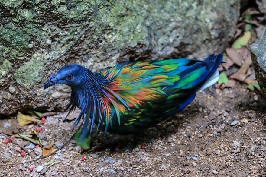 nicobar-pigeon-colorful-dodo-relative-5-1