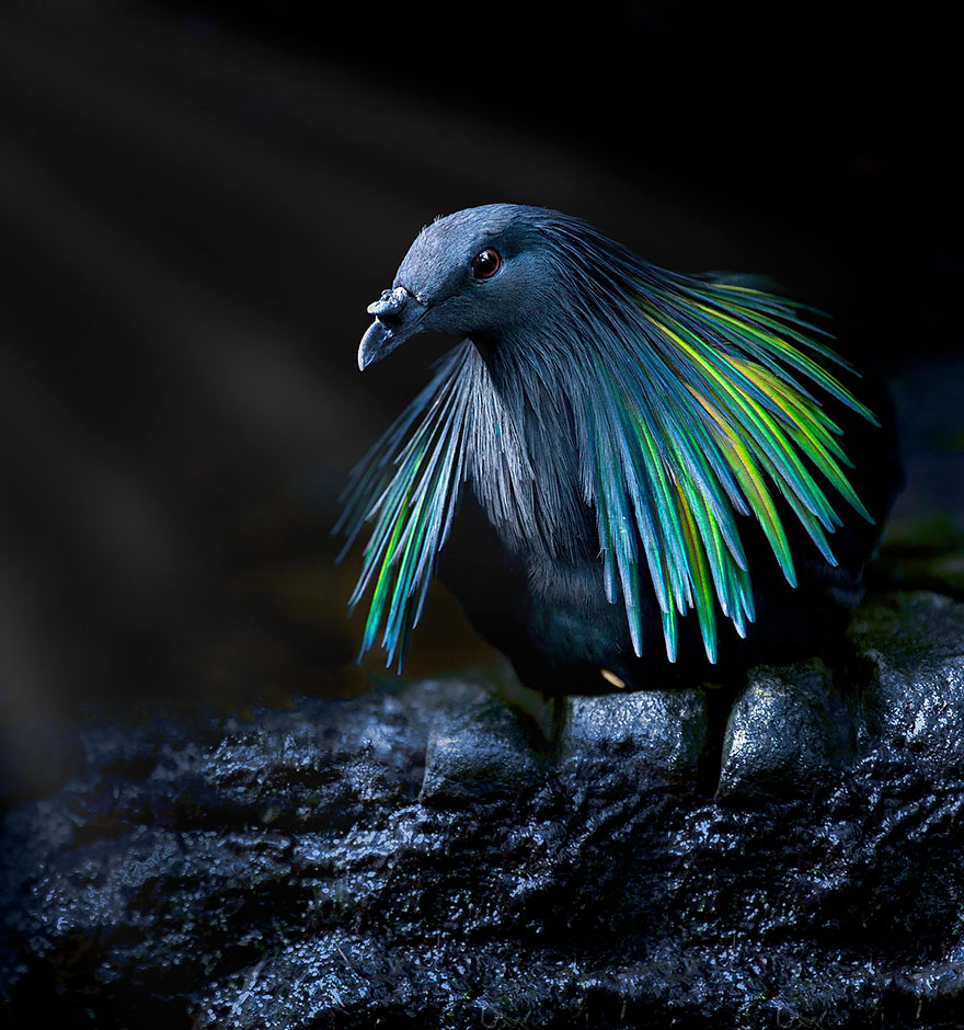 nicobar-pigeon-colorful-dodo-relative-9-2