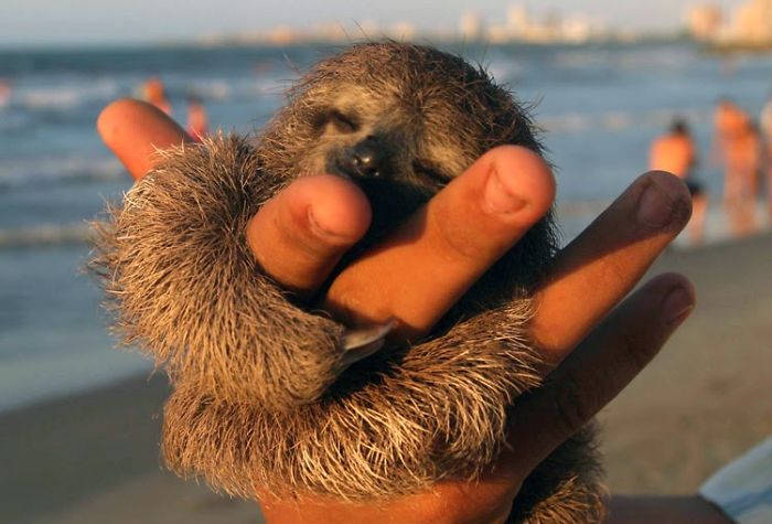 cute-sloths-101-5807684db1058__700