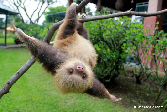 cute-sloths-314-580874913a3d1__700