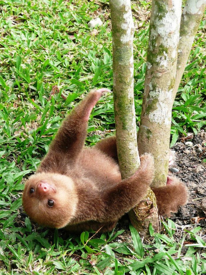 cute-sloths-319-5808848577a9b__700