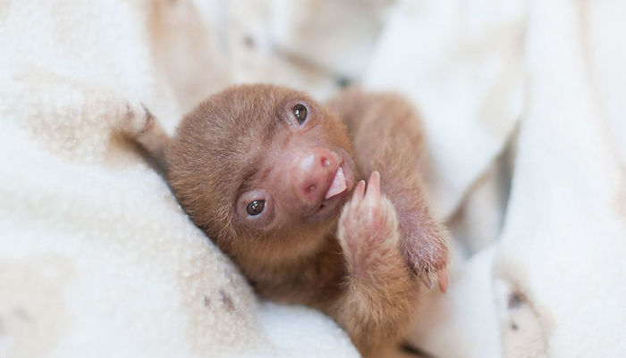 cute-sloths-57ee6c1bcf423__700