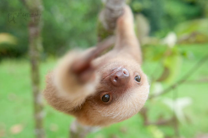 cute-sloths-57ee6f01ab895__700